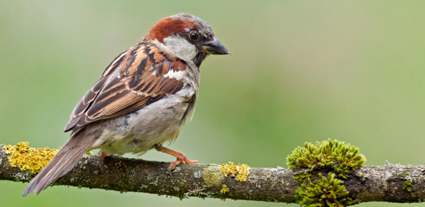 Featured image for “Seeking Signs and Wonders; Finding Sparrows from God (Hebrews 1:11)”