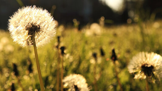 Featured image for “Dandelions and Gratitude (Philippians 4)”