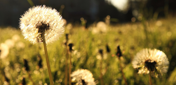 Featured image for “Dandelions and Gratitude (Philippians 4)”